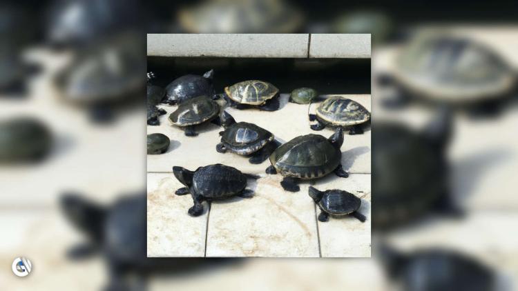 mummAy og TiGG har sluttet seg til Turtle Troop