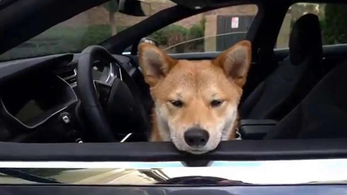 Aksjer Tesla og sitater Shiba Inu viste samme resultat i 2022